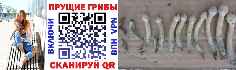 как найти   МЕГА зеркало  мориарти телеграм  Юрюзань  Галлюциногенные грибы Psilocybe 